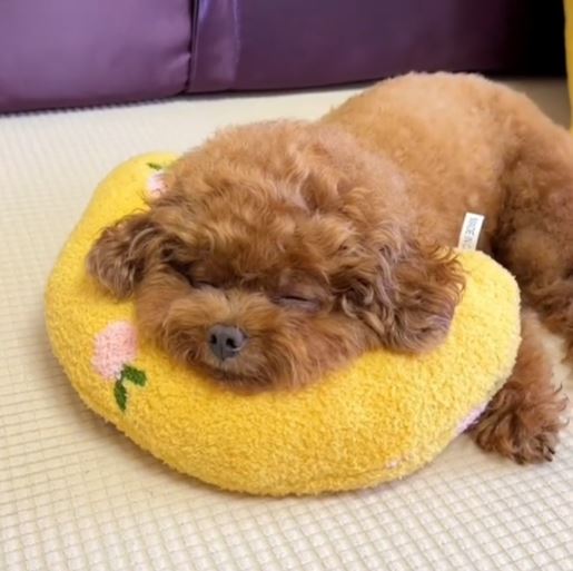 CalmDog™ Anti Stress Pillow